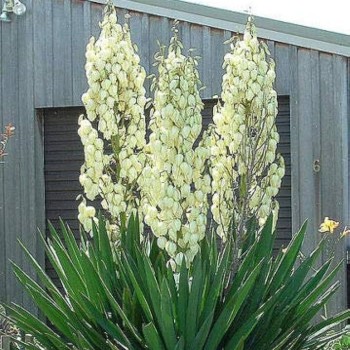 Juka, diegveida /Yucca...