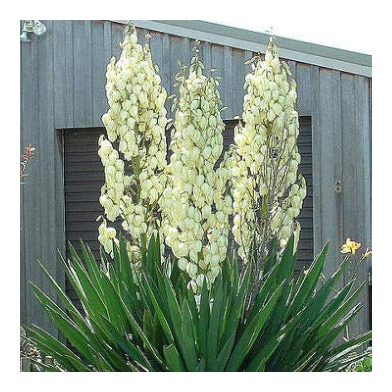 Juka, diegveida /Yucca filamentosa/ - C2.5 kont.