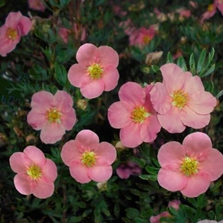 Klinšrozīte, parastā “Pink Queen” /Potentilla fruticosa/ - C2 kont.