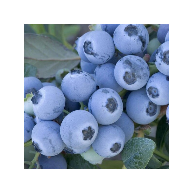 Krūmmellene ,,Early Blue,, /Vaccinium corymbosum/ - C2 kont.