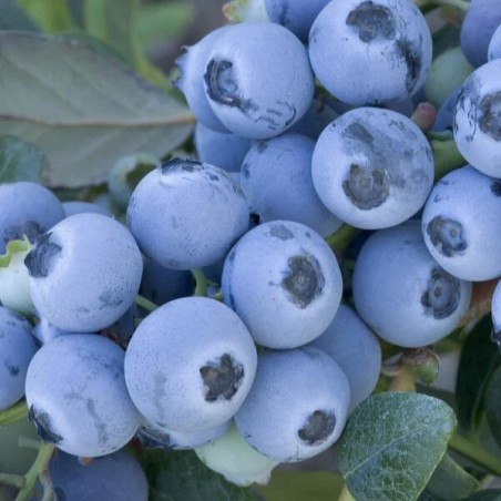 Krūmmellene ,,Early Blue,, /Vaccinium corymbosum/ - C2 kont.