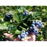 Krūmmellene ,,Hannah,s Choice,, /Vaccinium corymbosum/- C2 kont.