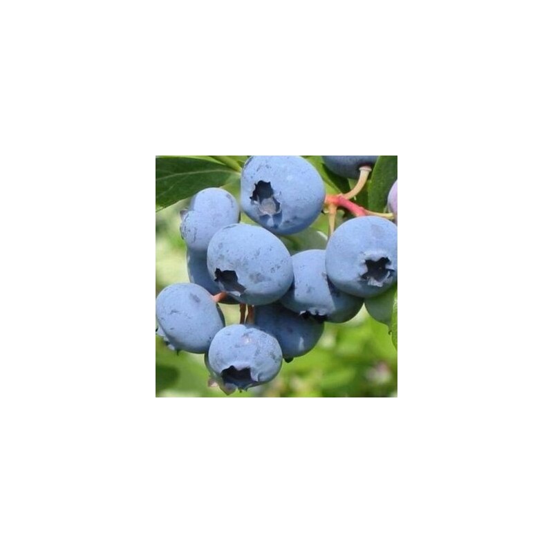 Krūmmellene ,,Herbert,, /Vaccinium corymbosum/ - C2 kont.