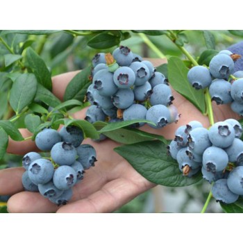 Krūmmellene ,,Toro,, /Vaccinium corymbosum/ - C4 kont.