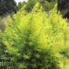 Kārkls, ūdas ,,Golden Sunshine,, /Salix udensis/- C7.5 kont. - 100cm.