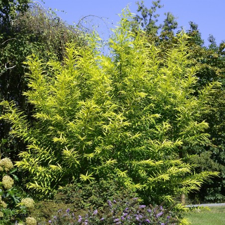 Kārkls, ūdas ,,Golden Sunshine,, /Salix udensis/- C7.5 kont. - 100cm.