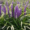 % Liriope, muskaru 'Moneymaker'/Liriope muscari/ - P12 kont.