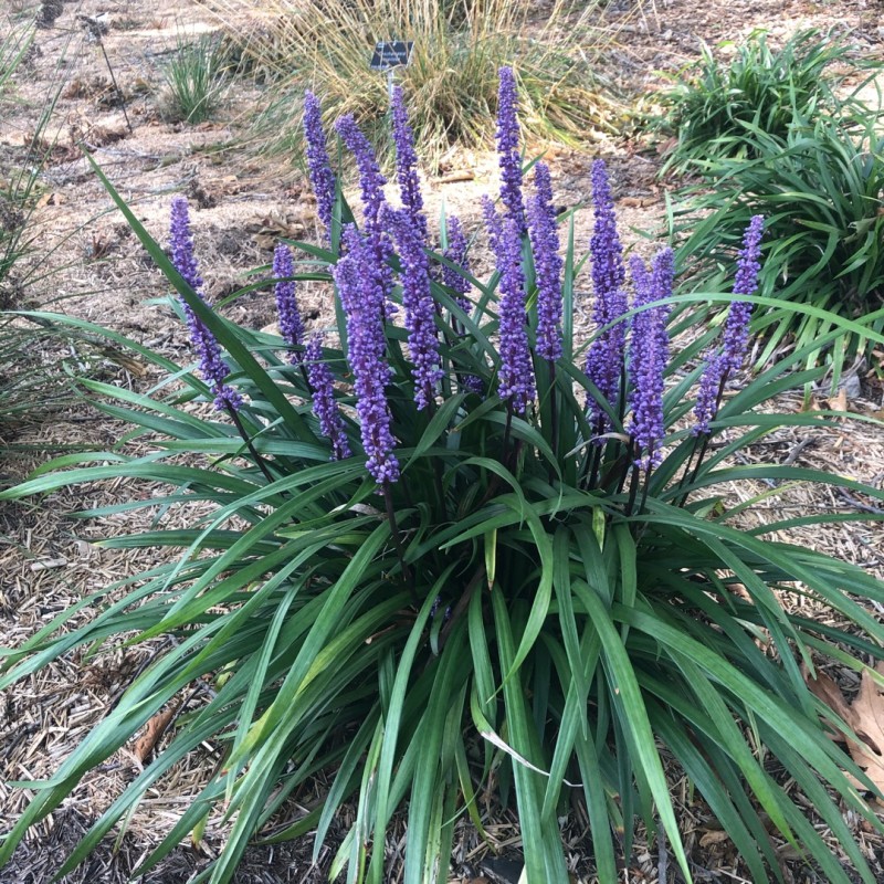 Liriope, muskaru 'Moneymaker'/Liriope muscari/ - P12 kont.