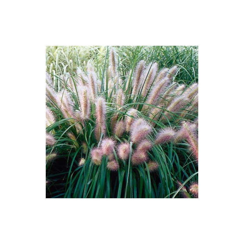 Spalvzāle, lapsastu 'Red Head' /Pennisetum alepecuroides/ - P12 kont.