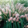 Spalvzāle, lapsastu 'Red Head' /Pennisetum alepecuroides/ - P12 kont.