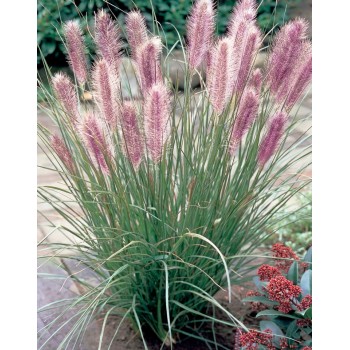 Spalvzāle, lapsastu 'Red Head' /Pennisetum alepecuroides/ - P12 kont.