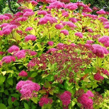 % Spireja, Japānas ,,Magic Carpet,, /Spiraea japonica/ - C3 kont.