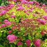 % Spireja, Japānas ,,Magic Carpet,, /Spiraea japonica/ - C3 kont.