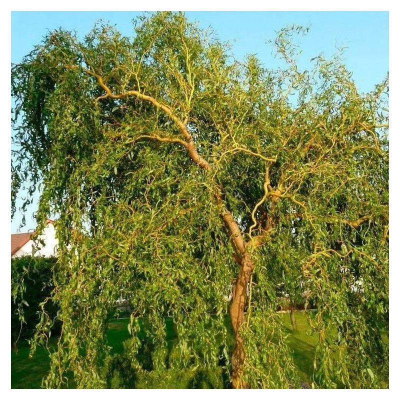 Vītols, zeltzaru ,,Caradoc,, /Salix x sepulcralis/- C10 kont., 140-150cm.