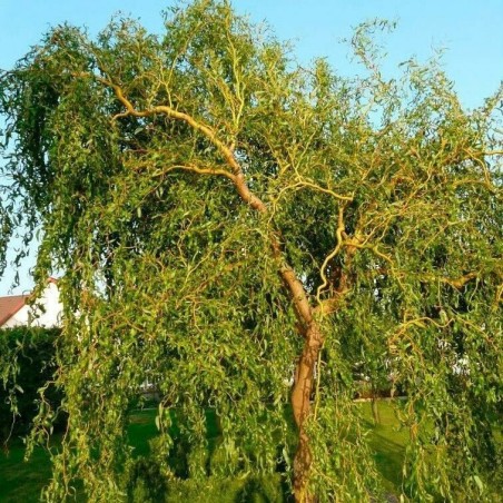 Vītols, zeltzaru ,,Caradoc,, /Salix x sepulcralis/- C10 kont., 140-150cm.