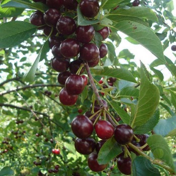 Ķirsis "Oblaczynska" /prunus cerasus/ (vidēji agrais) - 80-100cm.