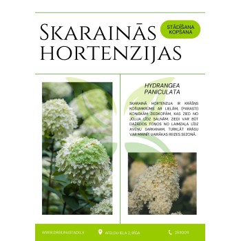 Skaraino hortenziju stādīšana un kopšana - PDF materiāls