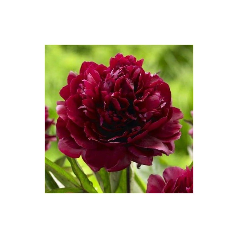 Peonija "Francoise Ortegat" /paeonia/ - C3 kont.