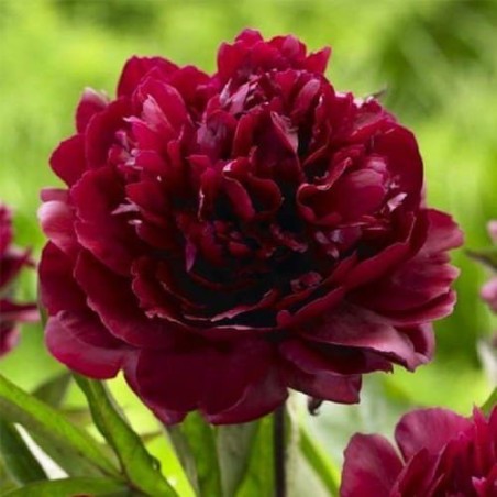 Peonija "Francoise Ortegat" /paeonia/ - C3 kont.