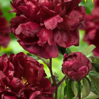 Peonija "Francoise Ortegat" /paeonia/ - C3 kont.