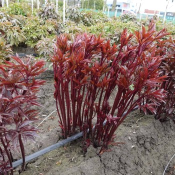 Peonija "Francoise Ortegat" /paeonia/ - C3 kont.