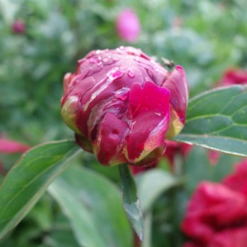 Peonija "Francoise Ortegat" /paeonia/ - C3 kont.