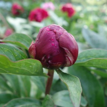 Peonija "Francoise Ortegat" /paeonia/ - C3 kont.