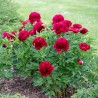 Peonija "Red Charm" /paeonia/ - C3 kont.