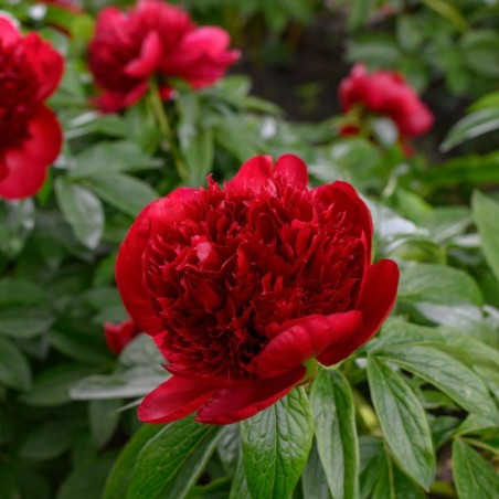 Peonija "Red Charm" /paeonia/ - C3 kont.