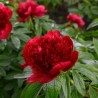 Peonija "Red Charm" /paeonia/ - C3 kont.