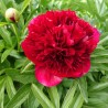 Peonija "Red Charm" /paeonia/ - C3 kont.