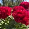 Peonija "Henry Bockstoce" /paeonia/ - C3 kont.