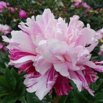 Peonija "Candy Stripe" /paeonia/ - C3 kont.