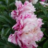 Peonija "Candy Stripe" /paeonia/ - C3 kont.