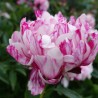 Peonija "Candy Stripe" /paeonia/ - C3 kont.