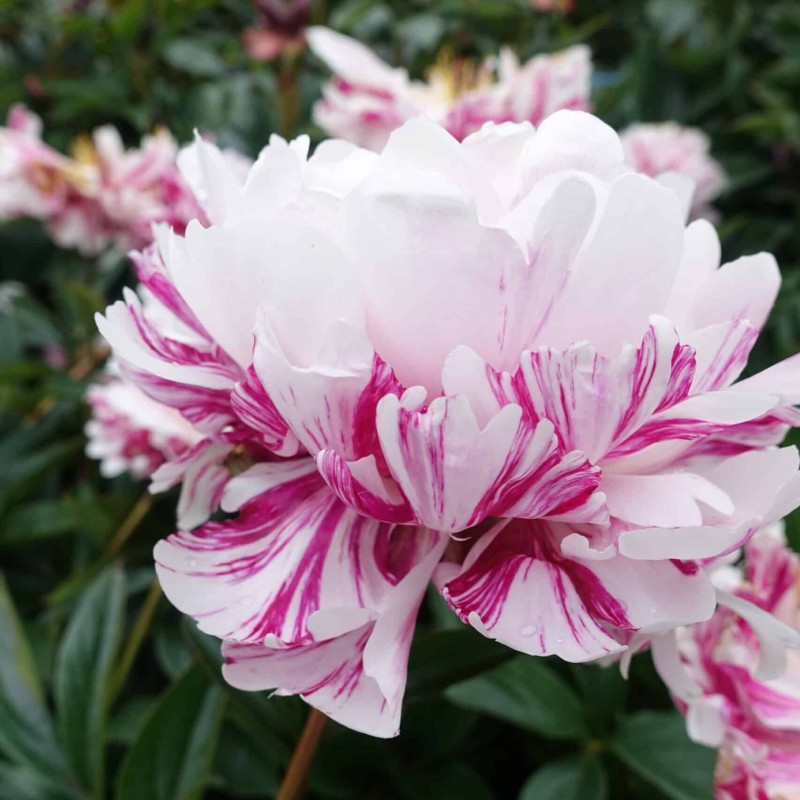 Peonija "Candy Stripe" /paeonia/ - C3 kont.