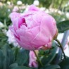 Peonija 'Jacorma' /Paeonia/ - C3 kont.