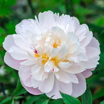 Peonija 'Vogue' /Paeonia/ -...