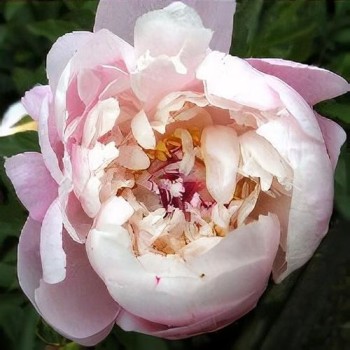 Peonija 'Vogue' /Paeonia/ - C3 kont.