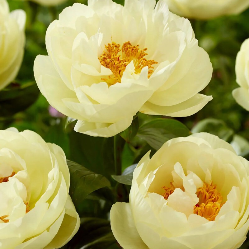 Peonija 'Lemon Chiffon' /Paeonia/ - C3 kont.