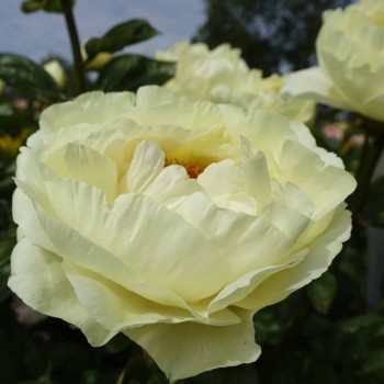 Peonija 'Lemon Chiffon' /Paeonia/ - C3 kont.