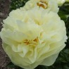 Peonija 'Lemon Chiffon' /Paeonia/ - C3 kont.