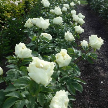 Peonija 'Lemon Chiffon' /Paeonia/ - C3 kont.