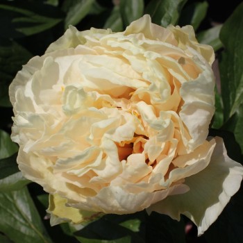 Peonija 'Sunny Girl' /Paeonia/ - C3 kont.