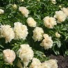 Peonija 'Sunny Girl' /Paeonia/ - C3 kont.