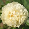 Peonija 'Sunny Girl' /Paeonia/ - C3 kont.