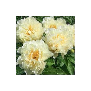 Peonija 'Sunny Girl' /Paeonia/ - C3 kont.