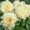 Peonija 'Sunny Girl' /Paeonia/ - C3 kont.