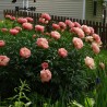 Peonija "Pink Hawaiian Coral" /paeonia/ - C3 kont.