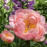 Peonija "Pink Hawaiian Coral" /paeonia/ - C3 kont.